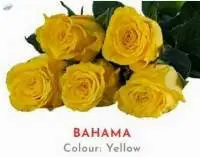 Bahama Rose