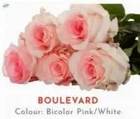 Boulevard Rose