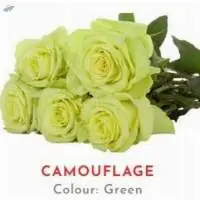 Camouflage Rose