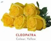 Cleopatra Yellow Rose