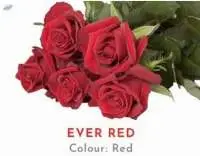 Ever Red Rose
