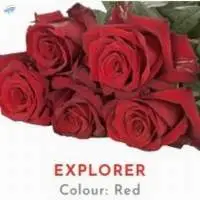 Explorer Rose