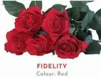 Fidelity Rose