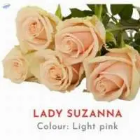Lady Suzana Rose