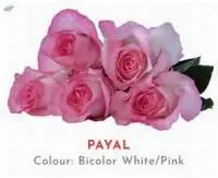 Payal Rose