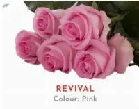 Revival Rose