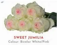Sweet Jumilia Rose