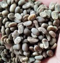 SUMATERA ACEH Arabica Green Coffee Bean