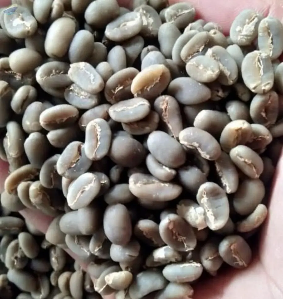 SUMATERA ACEH Arabica Green Coffee Bean