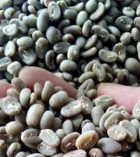 ACEH Arabica Green Coffee Grade 4