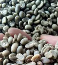 ACEH Arabica Green Coffee Grade 4