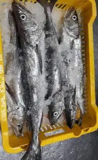 Hake Fish