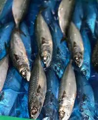 Pacific Mackerel