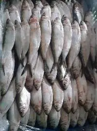 Sardine