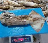 Squid