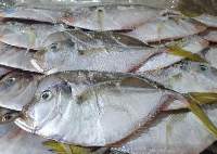 Moonfish