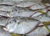 Moonfish
