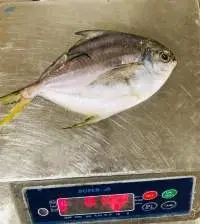 Butterfish