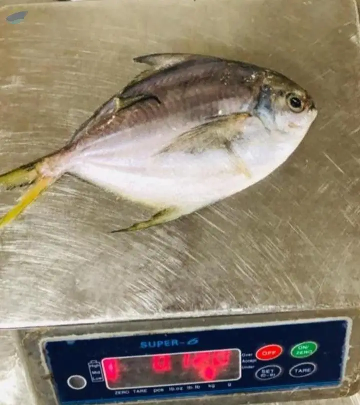 Butterfish