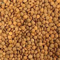 Grains