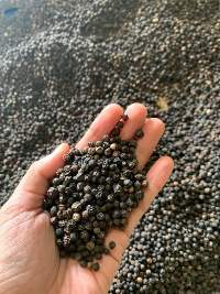 Black pepper