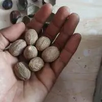Nutmeg