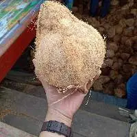 Fresh Mature Semi Husked Coconut