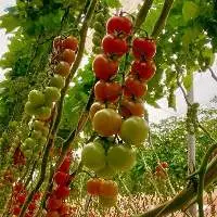 Cherry Tomatoes