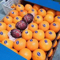Oranges Valencia