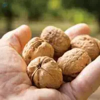 WALNUTS
