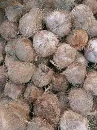 Semi Husk Coconut
