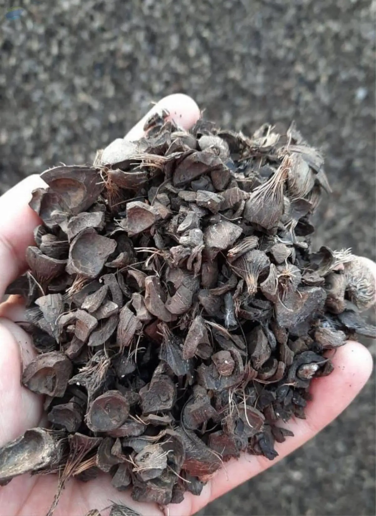 Palm Kernel Shell by CV Kinaria Briquette Indonesia. Supplier from ...