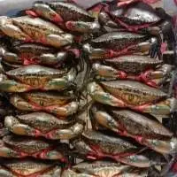 Live Mud Crab