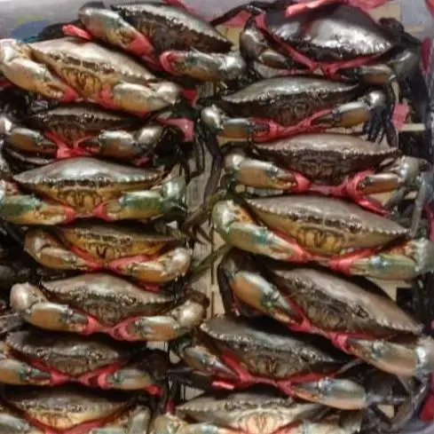 Live Mud Crab