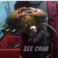 Mud Crab