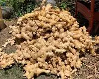 Fresh Ginger