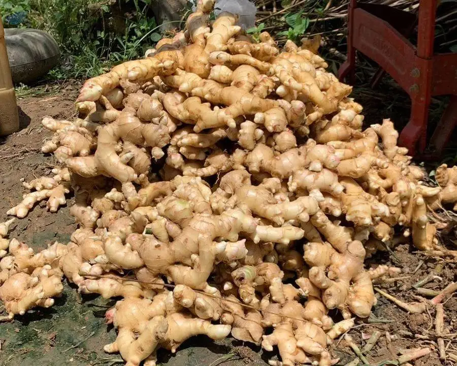 Fresh Ginger
