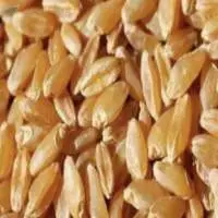 Durum Wheat