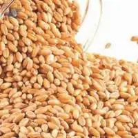 Australian Wheat