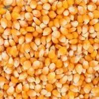 Maize