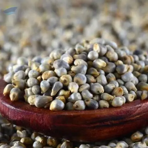 Bajra