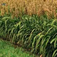 Sorghum