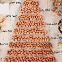 Peanuts