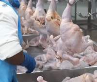 Frozen Chicken All Parts Halal