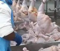 Frozen Chicken All Parts Halal