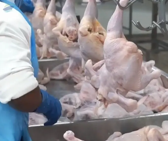 Frozen Chicken All Parts Halal