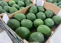 Avocado