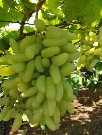 Grapes