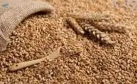 Grains