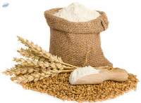 All Purpose Wheat Flour/refined Flour